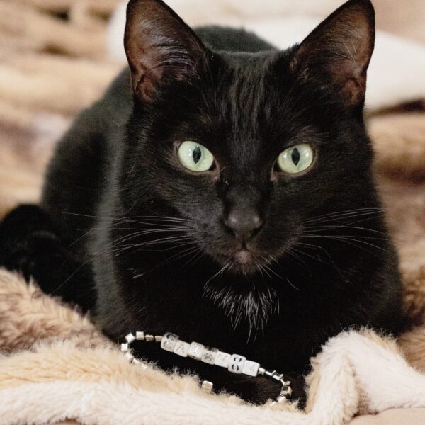 Cat Mom Stretch Bracelet - Image 11