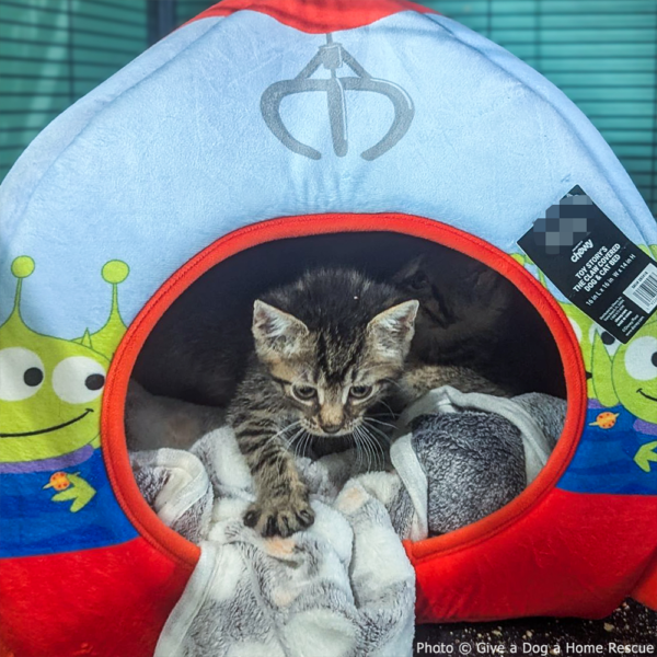 GivingTuesday: Care Package Drive for Shelter Pets - Image 12
