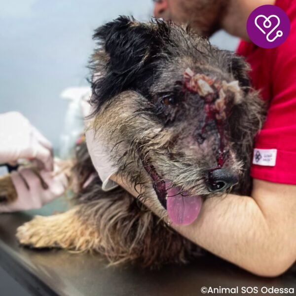 Funded: Help Mark Beat Disease - Image 6