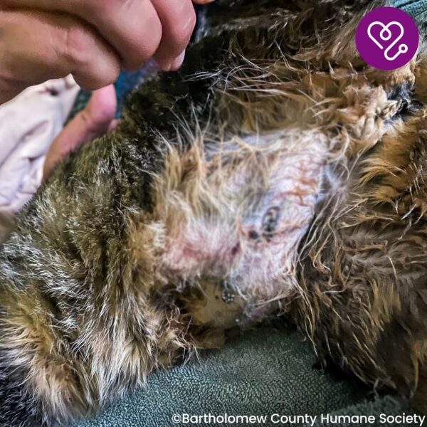 Funded: Mavis was Attacked and Needs Help to Heal - Image 5