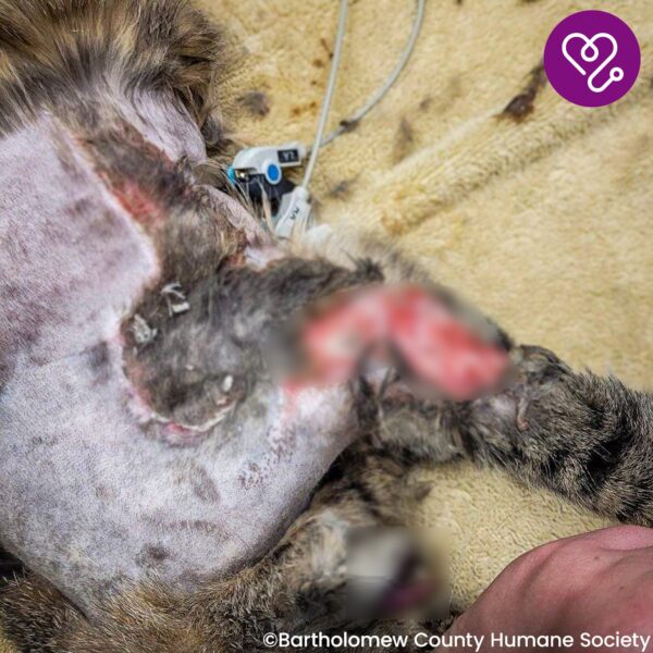 Funded: Mavis was Attacked and Needs Help to Heal - Image 3