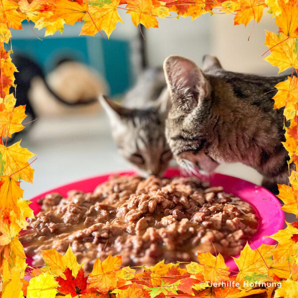 Thanksgiving Pet Food Drive | Help Feed 1 Million Shelter Pets - Image 6