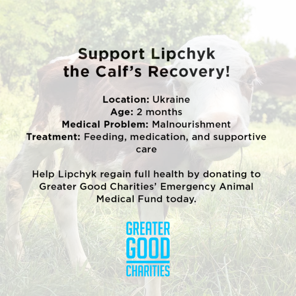 Support Lipchyk the Calf’s Recovery - Image 3